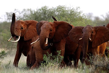 Tsavo East and West Classic Safari